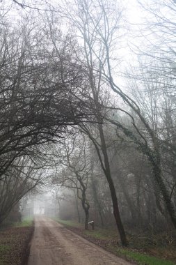 Path in a park with a gloomy bare tree at its edge on a foggy day in the italian countryside in winter