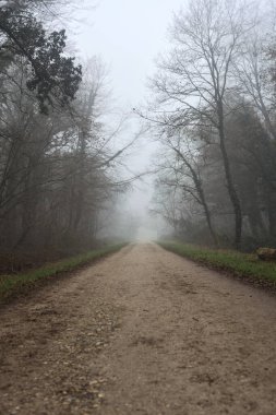 Path between trees in a park on a foggy day in the italian countryside in winter