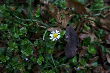 Daisy in bloom with grass and foliage seen up close and from above