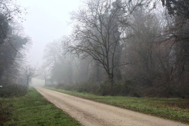 Crossroads between two paths marked by a bare tree in a park on a foggy day