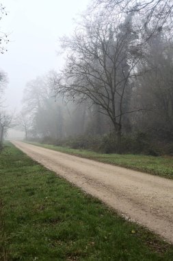 Crossroads between two paths marked by a bare tree in a park on a foggy day