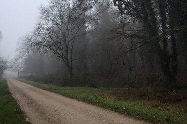 Crossroads between two paths marked by a bare tree in a park on a foggy day
