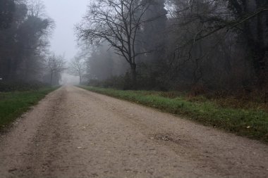 Crossroads between two paths marked by a bare tree in a park on a foggy day