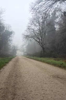 Crossroads between two paths marked by a bare tree in a park on a foggy day