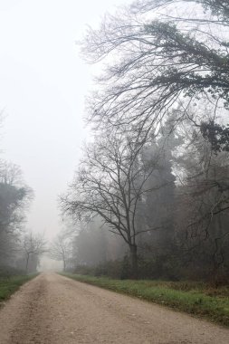 Crossroads between two paths marked by a bare tree in a park on a foggy day