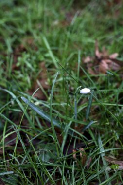 Spring snowflakes with grass and foliage seen up close