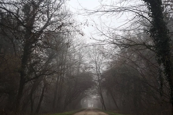 Path between trees in a park on a foggy day in the italian countryside in winter