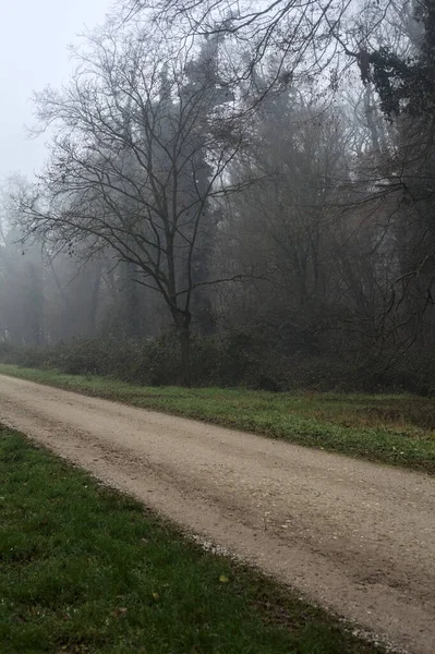 Crossroads between two paths marked by a bare tree in a park on a foggy day