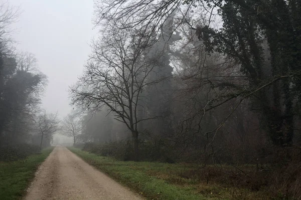Crossroads between two paths marked by a bare tree in a park on a foggy day