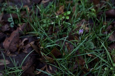 Crocus biflorus with grass and foliage seen up close