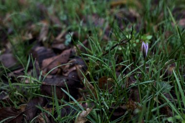 Crocus biflorus with grass and foliage seen up close