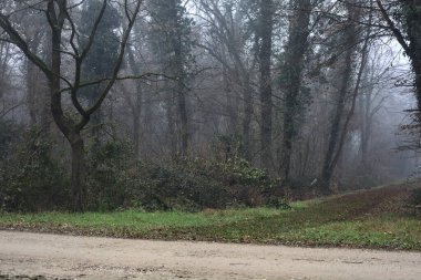 Crossroads between two paths marked by a bare tree in a park on a foggy day