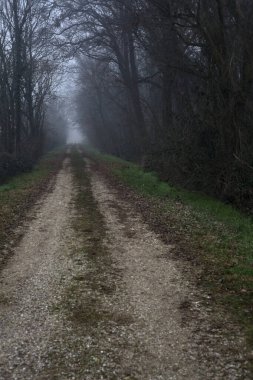 Path between trees in a park on a foggy day in the italian countryside in winter