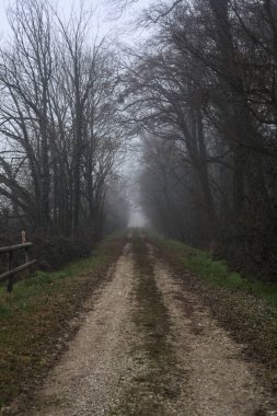 Path between trees in a park on a foggy day in the italian countryside in winter