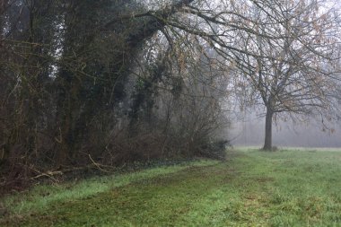 Trail in the grass next to a bare tree in a park on a foggy day in winter