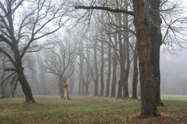 Gravel path bordered by poplars in a park on a foggy day in winter