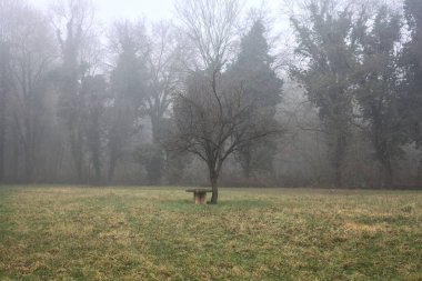 Bare tree in the middle of a lawn on a foggy day in a park