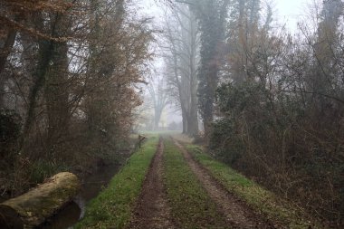 Trunk in a stream of water by the edge of a trail in a park on a foggy day