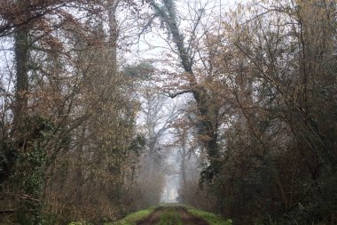 Dirt trail bordered by a stream of water in a park on a foggy day in winter