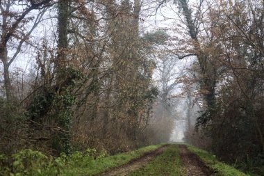 Dirt trail bordered by a stream of water in a park on a foggy day in winter