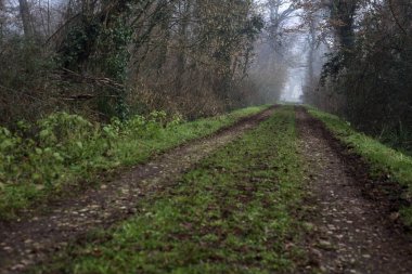Dirt trail bordered by a stream of water in a park on a foggy day in winter