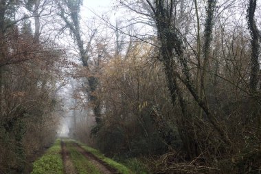 Dirt trail bordered by a stream of water in a park on a foggy day in winter