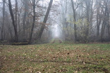 Open space with trails starting from it in a park on foggy day
