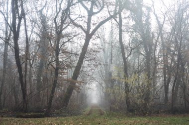 Open space with trails starting from it in a park on foggy day
