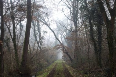 Dirt path with foliage on the ground and a tree leaning on it in a park on foggy day in winter