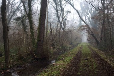 Dirt path with foliage on the ground and a tree leaning on it in a park on foggy day in winter