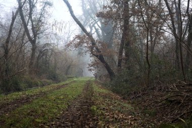 Dirt path with foliage on the ground and a tree leaning on it in a park on foggy day in winter