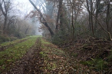 Dirt path with foliage on the ground and a tree leaning on it in a park on foggy day in winter