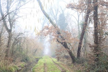 Dirt path with foliage on the ground and a tree leaning on it in a park on foggy day in winter