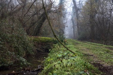 Trunk in a stream of water by the edge of a trail in a park on a foggy day