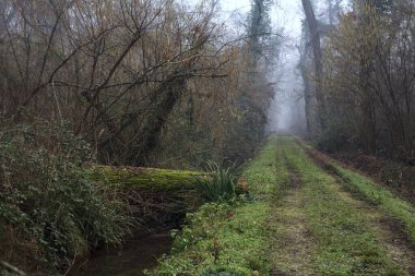 Trunk in a stream of water by the edge of a trail in a park on a foggy day