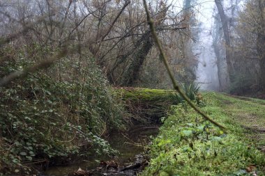 Trunk in a stream of water by the edge of a trail in a park on a foggy day