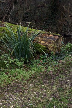 Trunk in a stream of water by the edge of a trail in a park on a foggy day