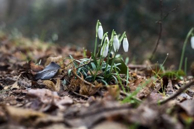 Spring snowflakes with grass and foliage seen up close