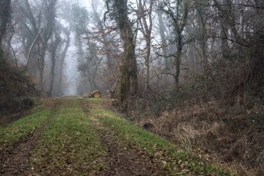 Trail in a park on a misty day in winter