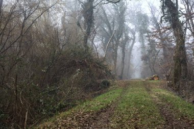 Trail in a park on a misty day in winter