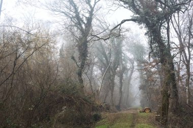 Trail in a park on a misty day in winter