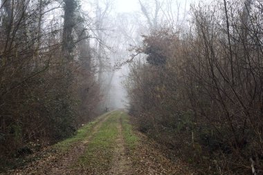 Trail in a park on a misty day in winter