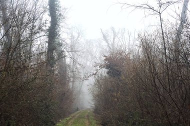 Trail in a park on a misty day in winter