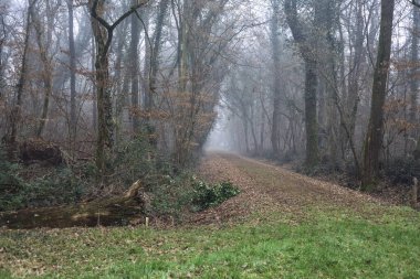 Open space with trails starting from it in a park on foggy day