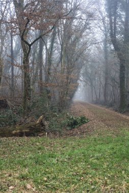Open space with trails starting from it in a park on foggy day