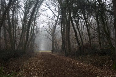 Trail covered by foliage in a park on a foggy day in the italian countryside in winter