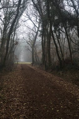 Trail covered by foliage in a park on a foggy day in the italian countryside in winter