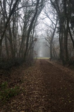Trail covered by foliage in a park on a foggy day in the italian countryside in winter