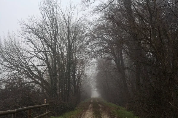 Path between trees in a park on a foggy day in the italian countryside in winter