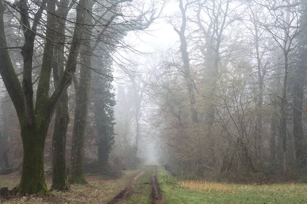 Gravel path bordered by poplars in a park on a foggy day in winter